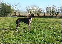 Étalon Greyhound - CH. imladris Mistweave athkaraye