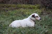 Étalon Jack Russell Terrier - (Sans Affixe) Baikal
