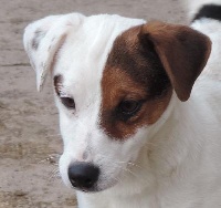 Étalon Jack Russell Terrier - Laiko du pont du riot d'Esnes