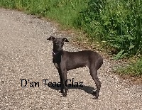 Étalon Petit Levrier Italien - Lamig d'an Teod Glaz