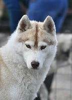 Étalon Siberian Husky - CH. Just a kiff (jahina) du chalet des edelweiss