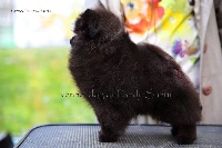 Étalon Spitz allemand - Intuition ot pandy sharm