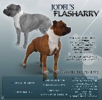 Étalon Staffordshire Bull Terrier - jodels Flasharry