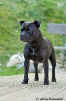 Étalon Staffordshire Bull Terrier - Fidji (Sans Affixe)