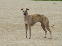 Étalon Whippet - CH. Sr lsp bien faire laisser dire de la Vallée des Baronnies