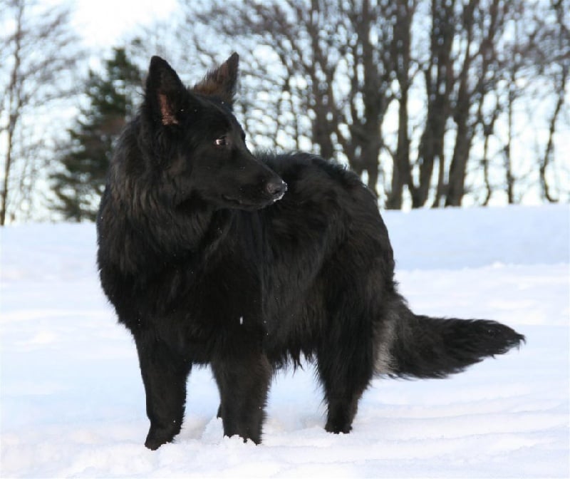 Publication : de la légende du loup noir