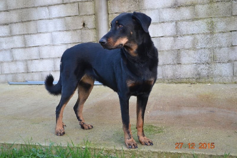 Jena De L'Elite Noir Et Feu