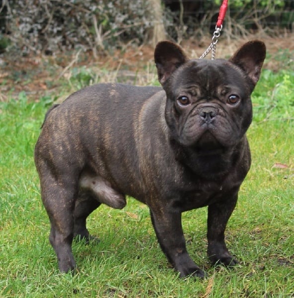 Jukebox-rockabilly Des Boves De Vidocq