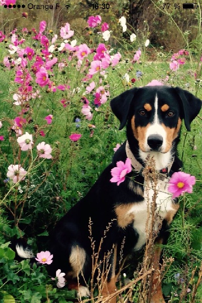 Publication : Blue Moon Secrets