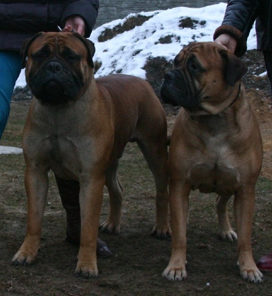 CH. Nord king family te