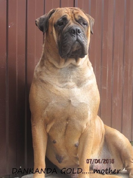 Dankarda gold (Sans Affixe)