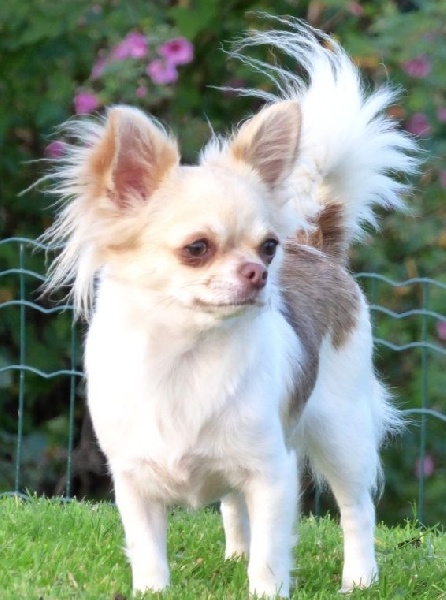 Janette De la niche imperiale