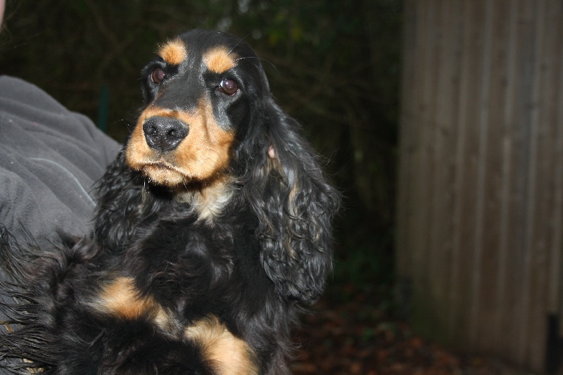 Publication : du cottage de sweet mi lady