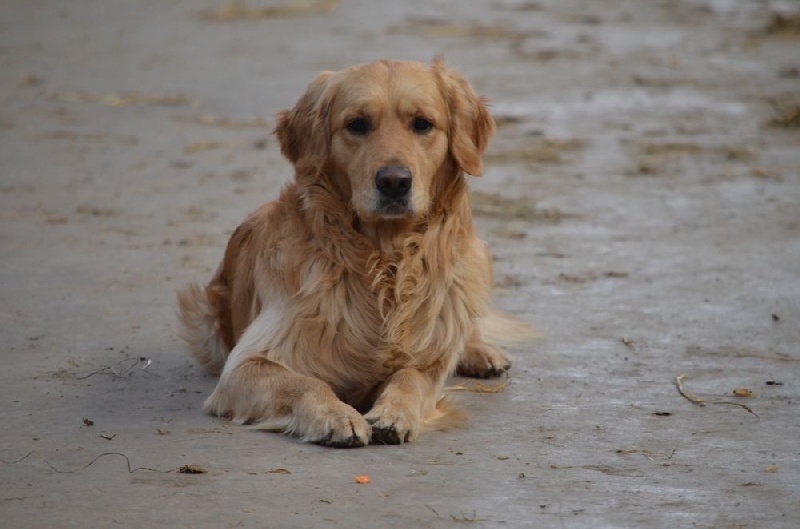 Publication : Des chaltries hurlevent 