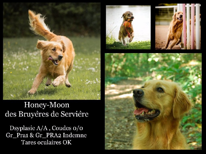 Honey-moon Des Bruyères De Servière