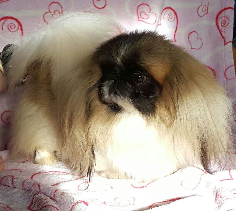 Publication : des ptits dragons de cupidon 