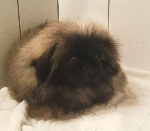 Publication : Des babys d'emporda Auteur : e. richard