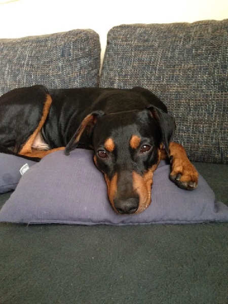 CH. Umbro von burg wildenstein