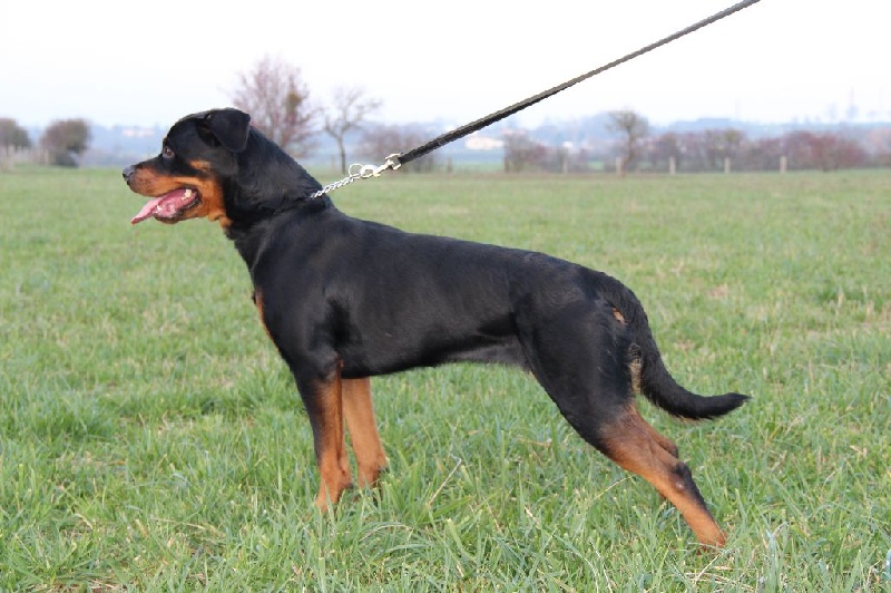 Publication : Du Clos De Rymloch Auteur : Serrurier Mickael