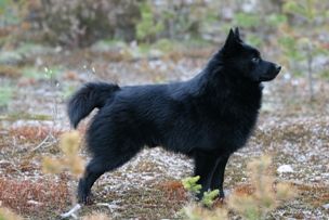 CH. avidore Black tie and tail