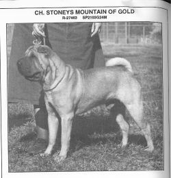 CH. Stoney's Mountain of gold