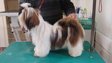 Laracroft des Pommiers du Pays d'Othe