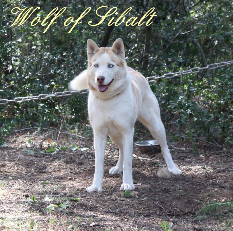 Publication : Wolf Of Sibalt Auteur : Wolf of Sibalt