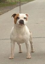 Scousious Albert dock