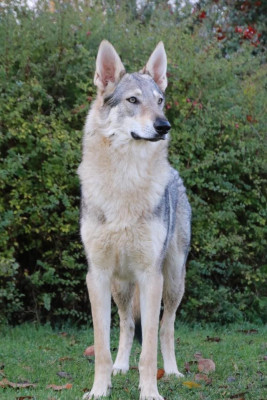 Étalon Chien-loup tchecoslovaque - The Ending Of Hell Wolves LingaÏ
