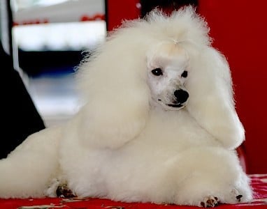 Étalon Caniche - Elsa du domaine de l'etang des brumes