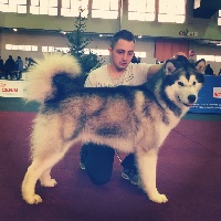 Étalon Alaskan Malamute - Jersey De La Légende D'Hathor