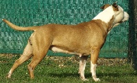 Étalon American Staffordshire Terrier - Double you du domaine de Zeus