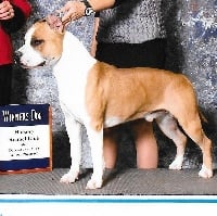Étalon American Staffordshire Terrier - CH. Jaw of steel du temple de Gaïa