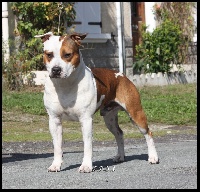 Étalon American Staffordshire Terrier - Ngorong-ngorong Colour patch