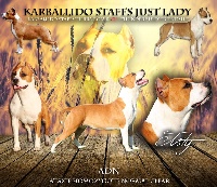 Étalon American Staffordshire Terrier - karballido staffs Just lady (justy)