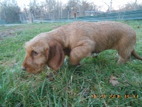 Étalon Basset fauve de Bretagne - Lulu De La Forêt Des Sources