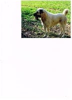 Étalon Berger Kangal - Izik Du mont kerchouan