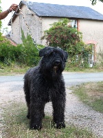 Étalon Bouvier des Flandres - Hardie De laris de leon