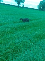 Étalon Braque allemand à poil court - Hounty des Granges de la Dombes