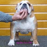 Étalon Bulldog Anglais - Lady godiva Tan'rei Bulls