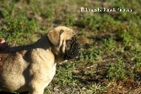 Étalon Bullmastiff - L'eden des Gardiens du Minervois