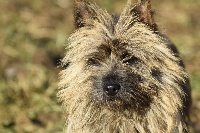Étalon Cairn Terrier - Jersey des perles rares