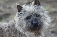 Étalon Cairn Terrier - Jiboulée des perles rares