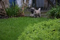 Étalon Cairn Terrier - de La Tonnelle aux Orchidées Just o poil