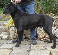 Étalon Cane Corso - Ilkos de la casa del diablo