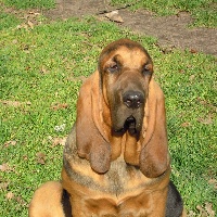 Étalon Chien de Saint-Hubert - Homaley du chateau de Saint Louis