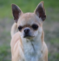 Étalon Chihuahua - Jalouse moi du Domaine San Sébastian
