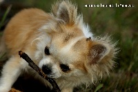 Étalon Chihuahua - Lennon des Gardiens du Minervois