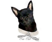 Étalon Chihuahua - Eros full black