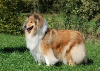 Étalon Colley à poil long - CH. Jona vark Of slatestone